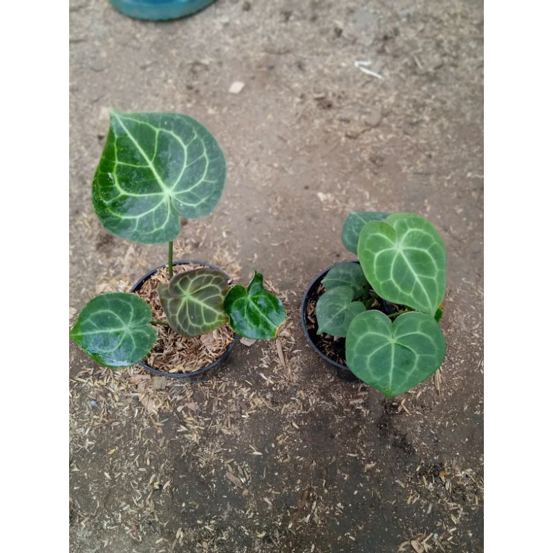 kuping gajah tarantula