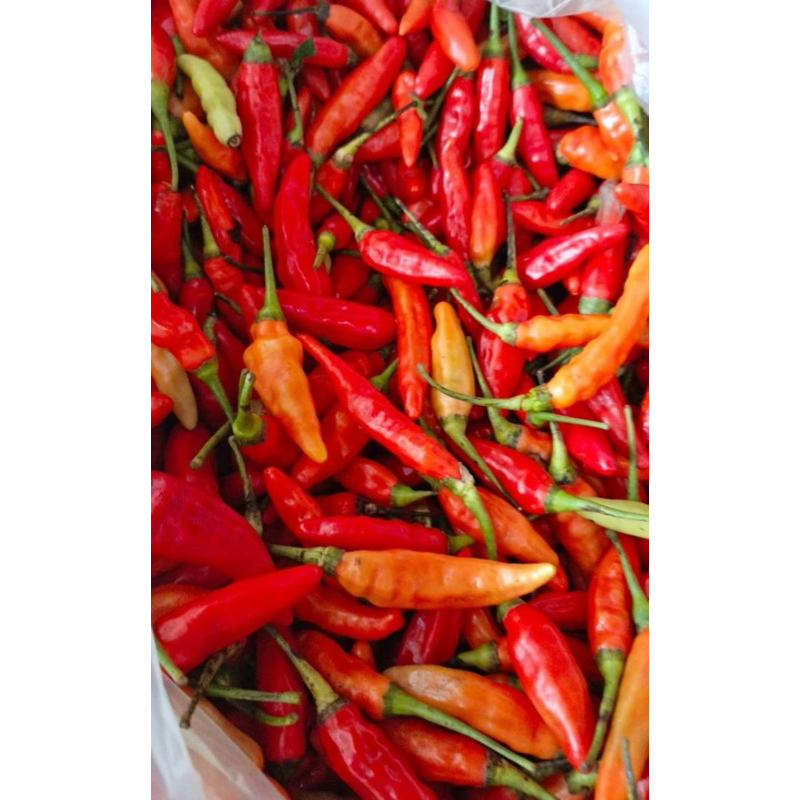 

CABE JABLAY 500 GRAM