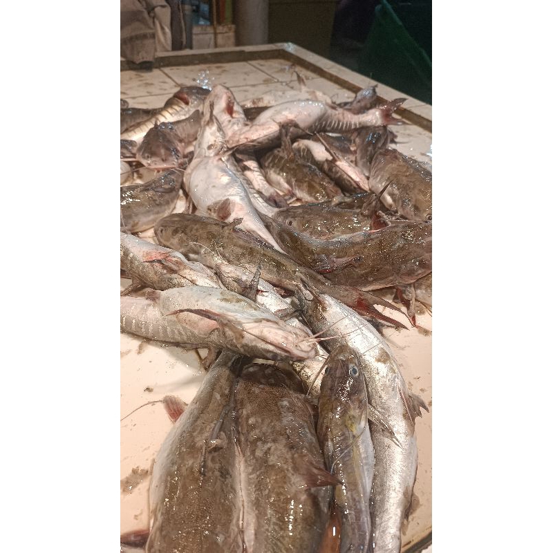 

Ikan Belukang Blukang Segar