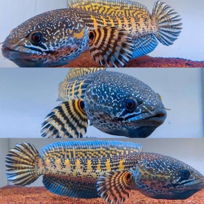 Ikan Channa Auranti Size 6-9 Cm Grade A Wc