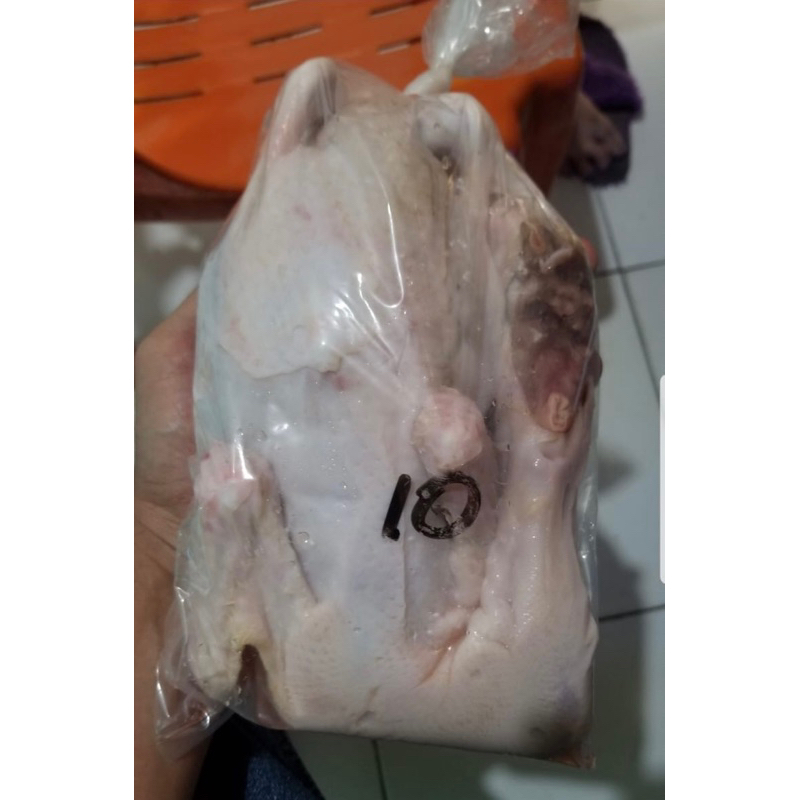 

Bebek Frozen