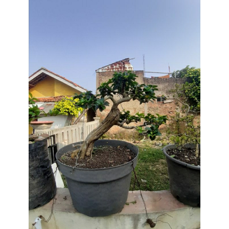 bonsai sisir/kaliage