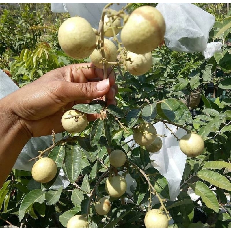 BIBIT KELENGKENG MATALADA SUPER