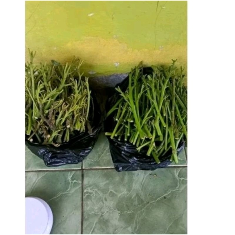 ENTRES ALPUKAT SIGER BAHAN SAMBAUNG PUCUK VALID