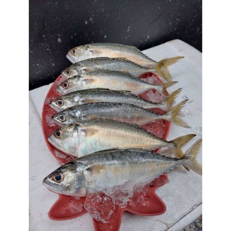 

PROMO IKAN KEMBUNG CEWE/GEPENG SEGAR