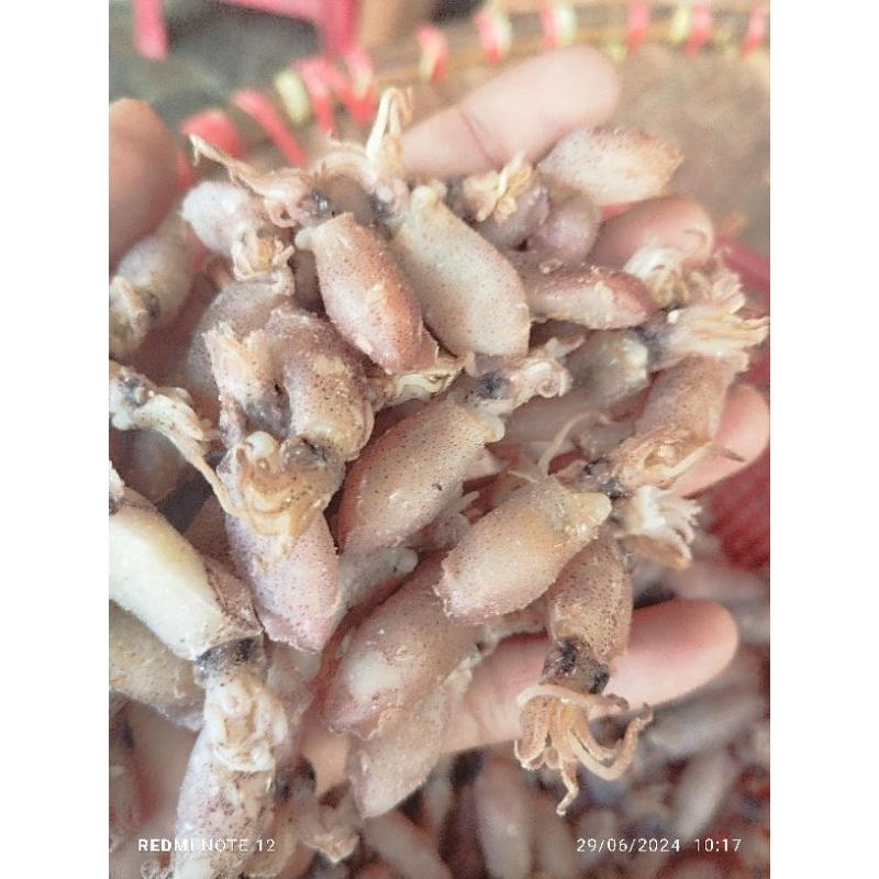 

baby cumi size 2 -3cm premium/1000gr