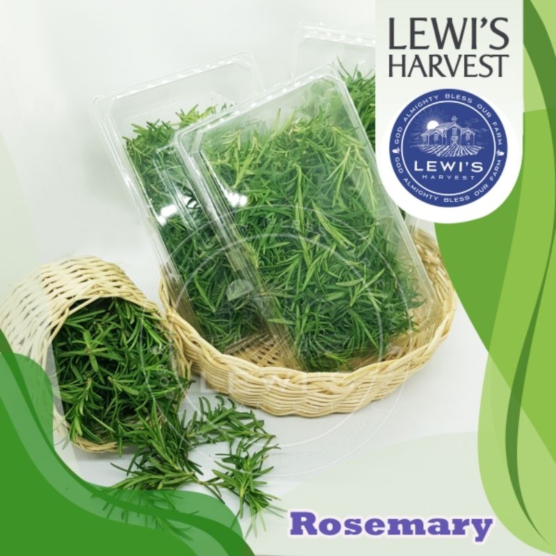 

ROSEMARY SEGAR Herb 20 g / Herb Fresh / Rempah Masakan Eropa