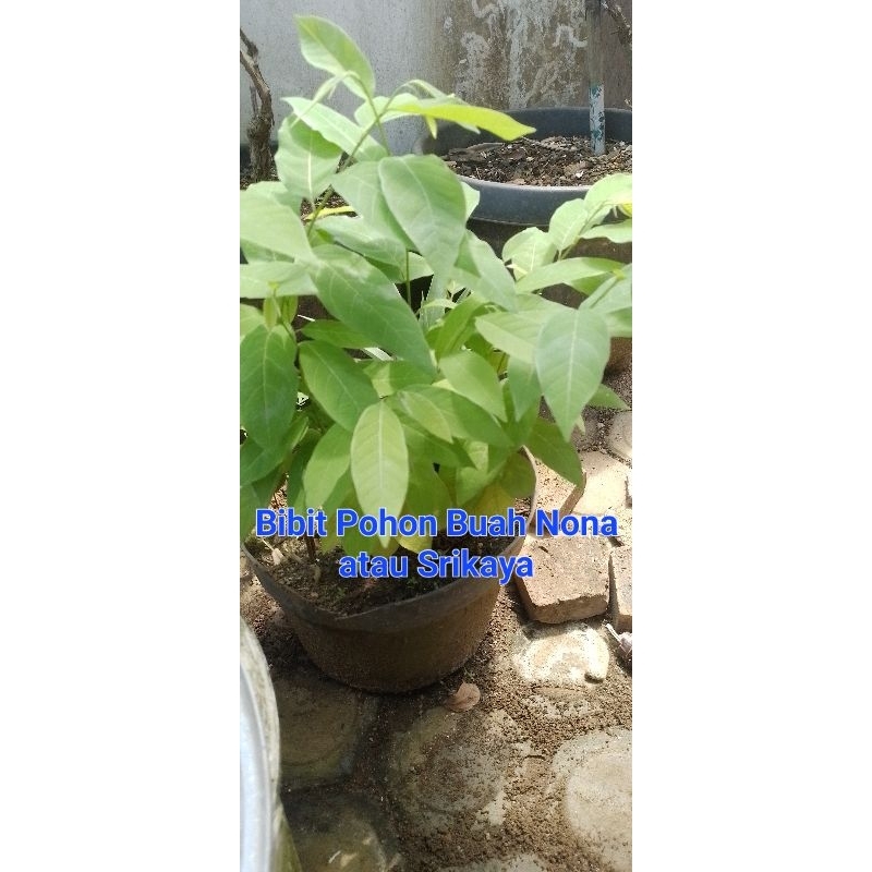 Bibit Buah Srikaya | Buah Nona | Asli Medan