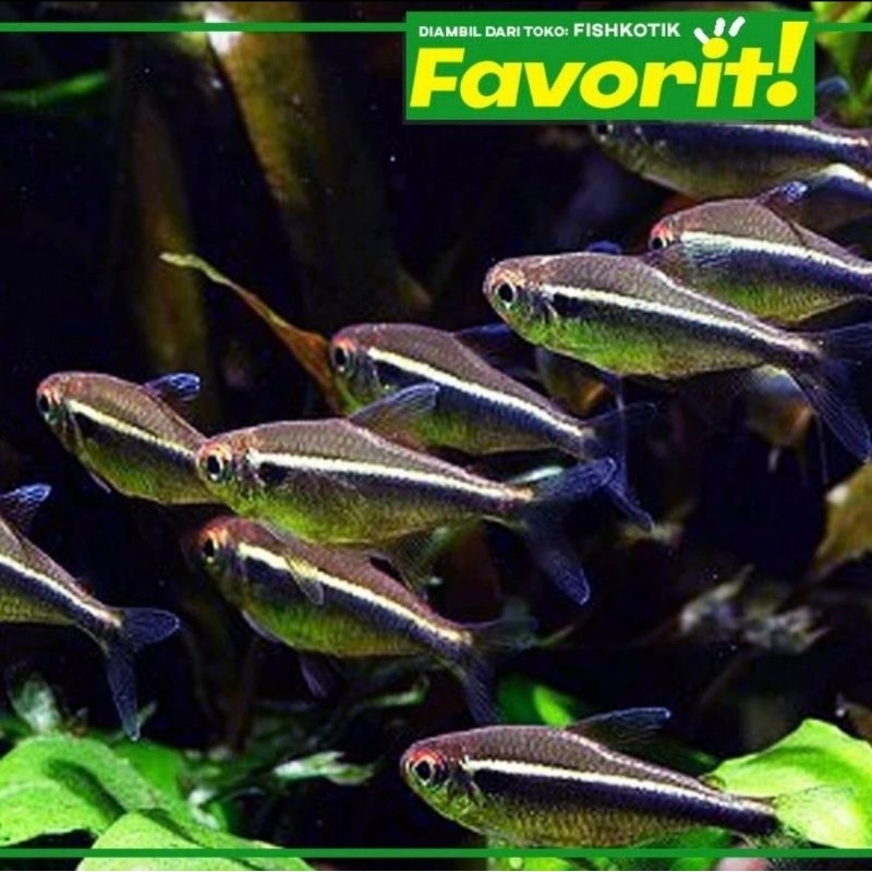Paket Koloni (isi 10) Black Neon Tetra Ikan Hias Aquascape Hiasan Aquarium Tanaman Air Tawar