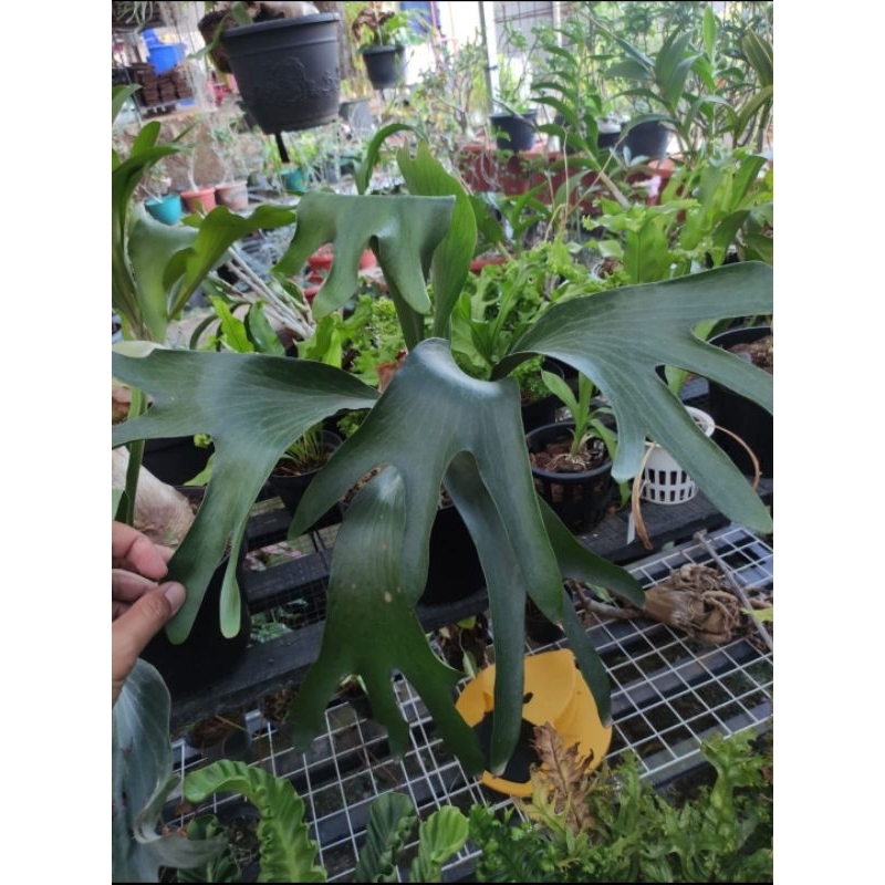 Platycerium panama mutasi