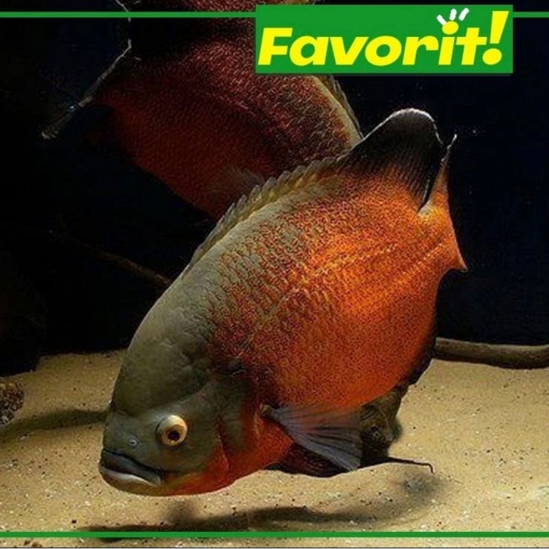 Paket Isi 5 Oscar Paris Tembaga uk 2 Jari Ikan Hias Aquarium Aquascape Air Tawar