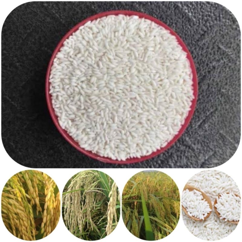 Benih ketan putih premium /padi ketan putih 1 kg