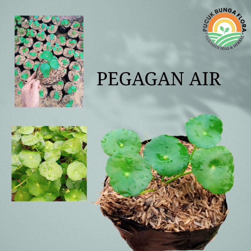 Pegagan air Tanaman hias pegagan bulat pegagan tanaman Hydrocotyle vulgaris