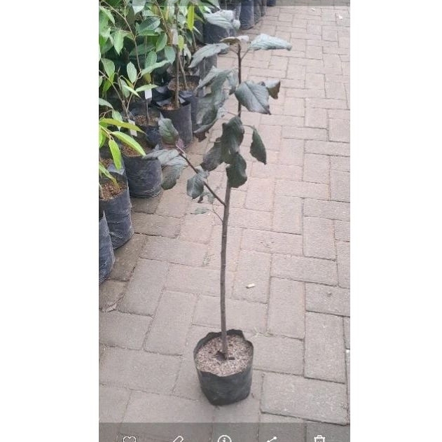 bibit buah plum ungu