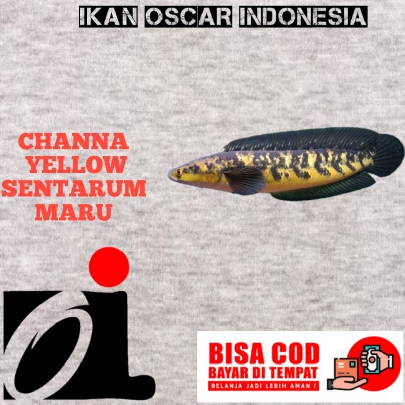 kebutuhan aquarium Channa maru ys 8-10cm