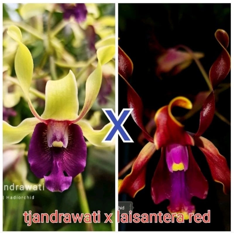 Anggrek Dendrobium dewasa Kritingan Silangan Inaraya red X Tjandrawati