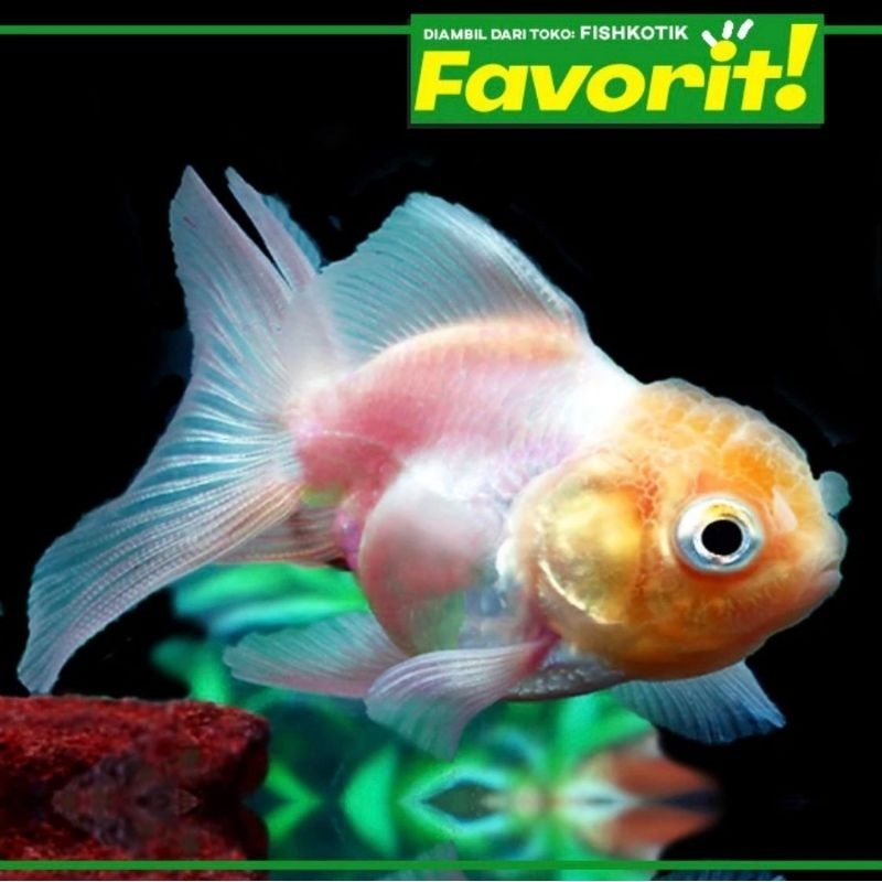 Koki Pink Baby Oranda Ikan Hias Aquascape Hiasan Aquarium Kolam Tanaman Air