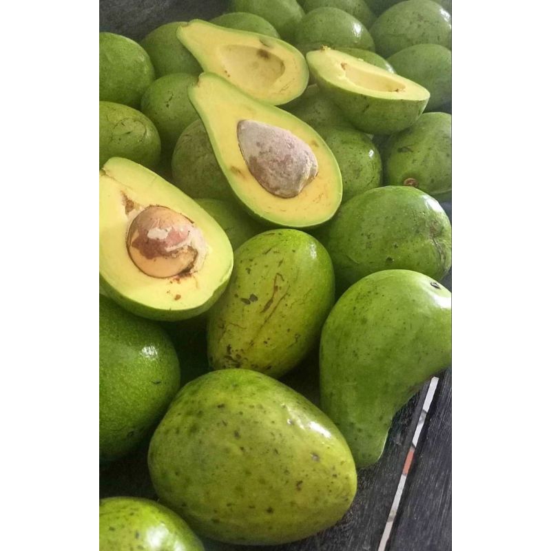 

ALPUKAT MENTEGA SUMATRA