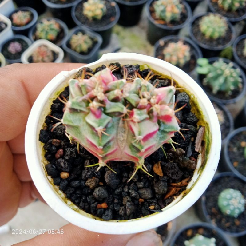 mihanovichii starfire double head