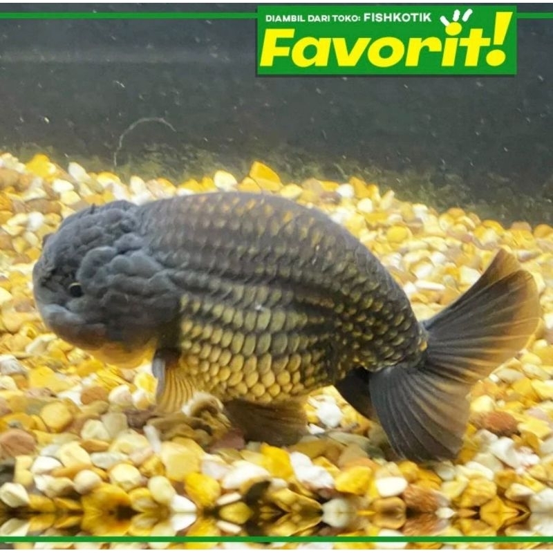 Baby Koki Black Ranchu Ikan Hias Aquascape Hiasan Aquarium Tanaman Air