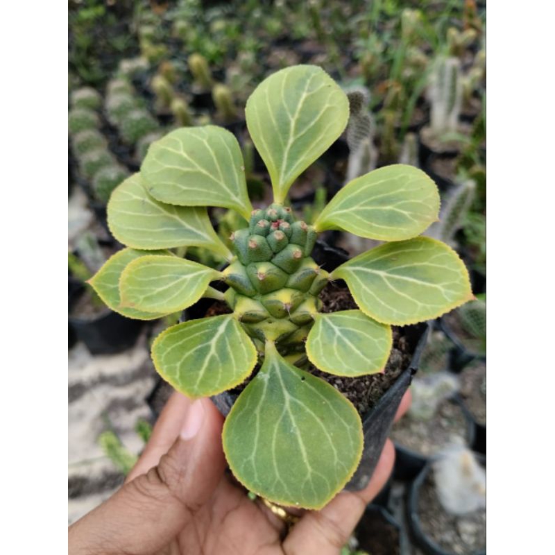 Monadenium Kuning