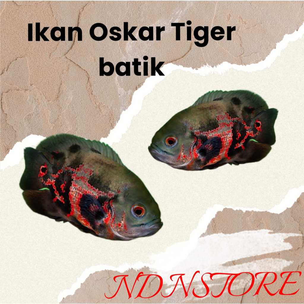 IKAN OSKAR BATIK IKAN OSKAR BERKUALITS