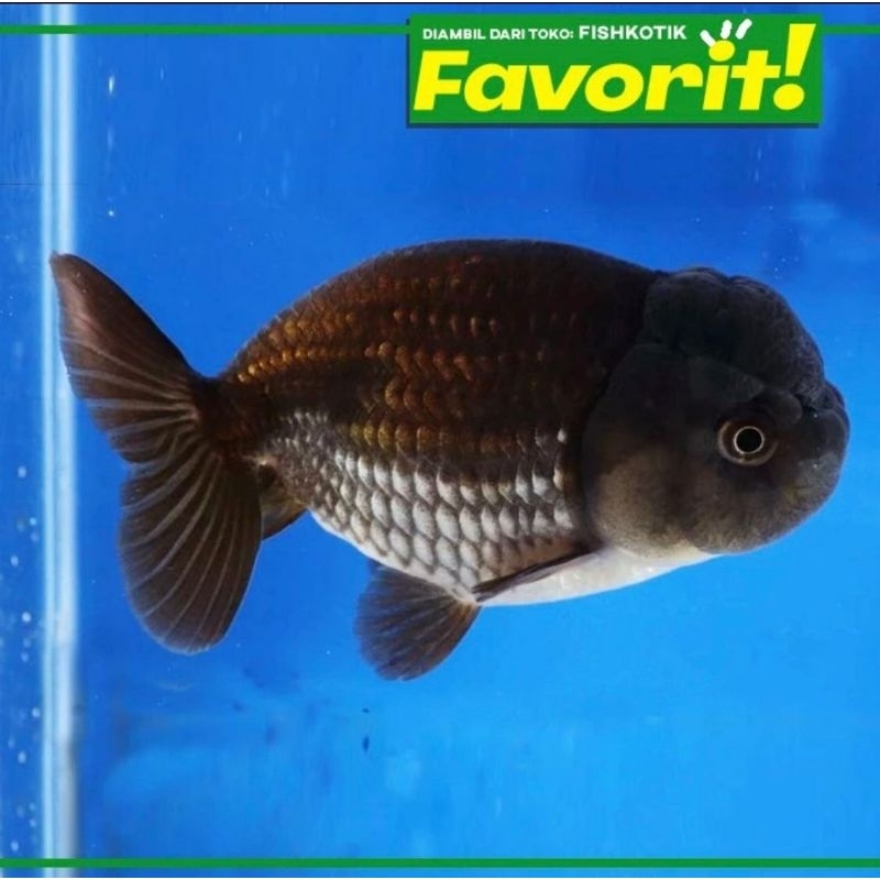 Koki Black Ranchu (L) Ikan Hias Aquascape Hiasan Aquarium Tanaman Air