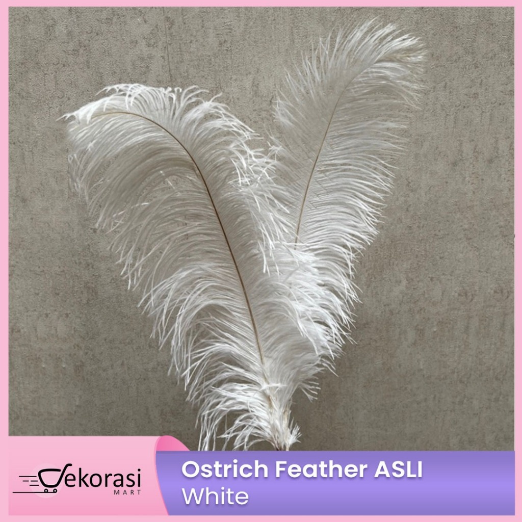 Ostrich Feather ASLI/bulu dekorasi/bulu burung unta/bulu asli