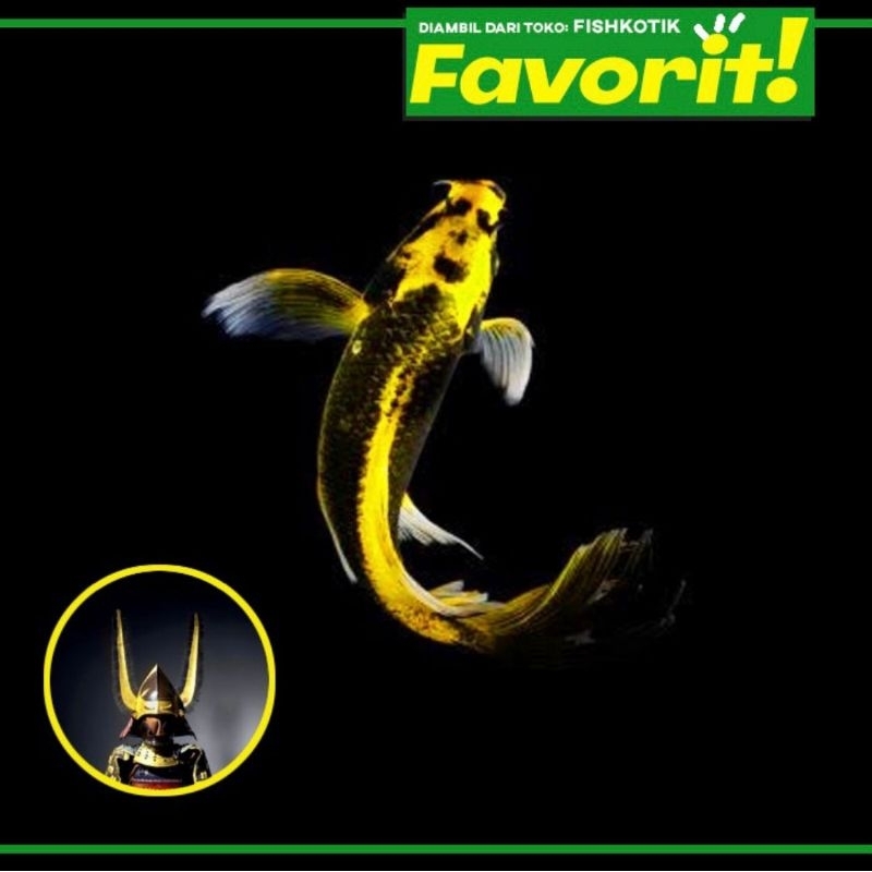 Baby Koi Kabuto Golden Slayer Ikan Hias Kolam Aquarium Aquascape