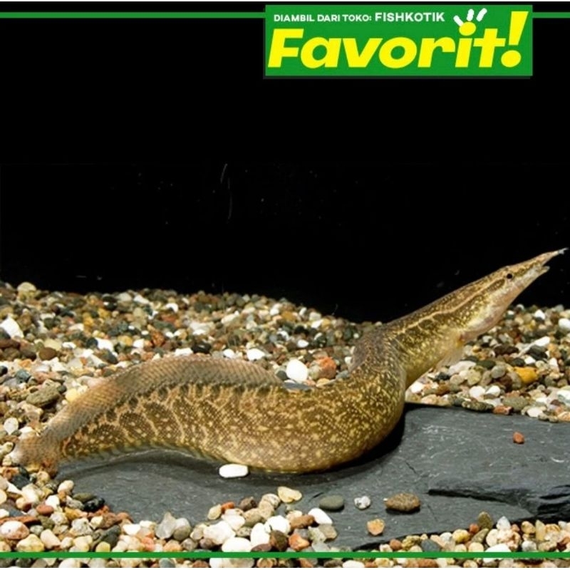 Sili Bambu 10cm+ Ikan Hias Aquascape Hiasan Aquarium Tanaman Air Tawar