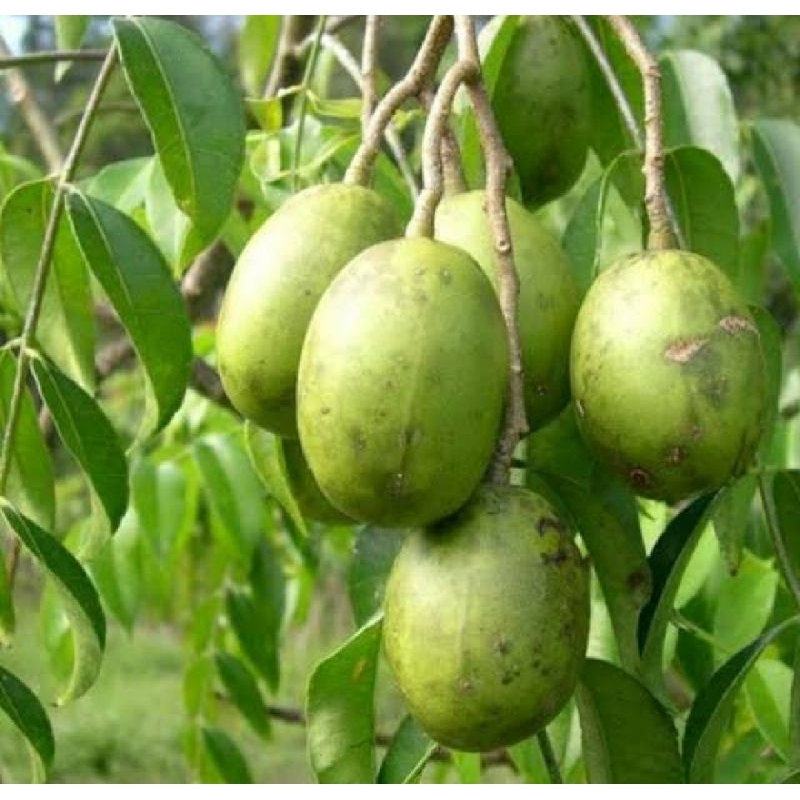 bibit kedondong tanam kedondong