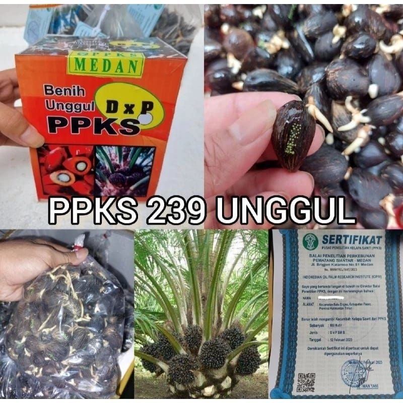 bibit kecambah polong sawit jenis PPKS 239 UNGGUL