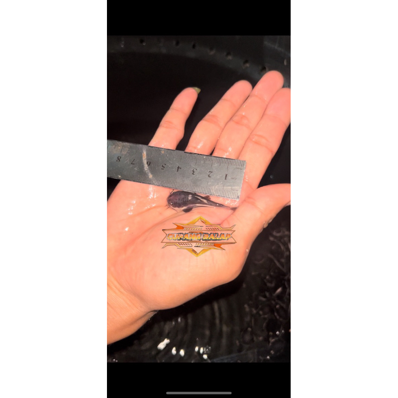 RTC 4-5cm Red Tail CatFish