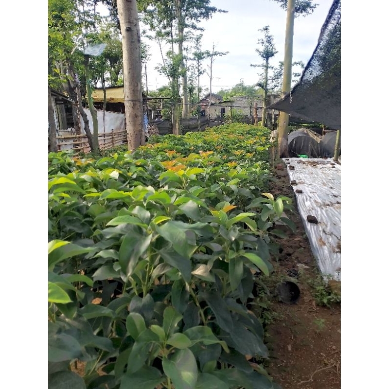 Bibit Alpukat Aligator 1 Meter