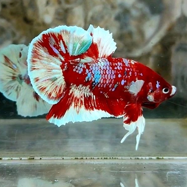 hiasan plakad red  barongsai top grade