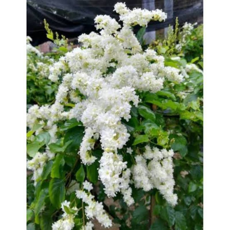 bibit bunga porana vollubilis sudah hidup