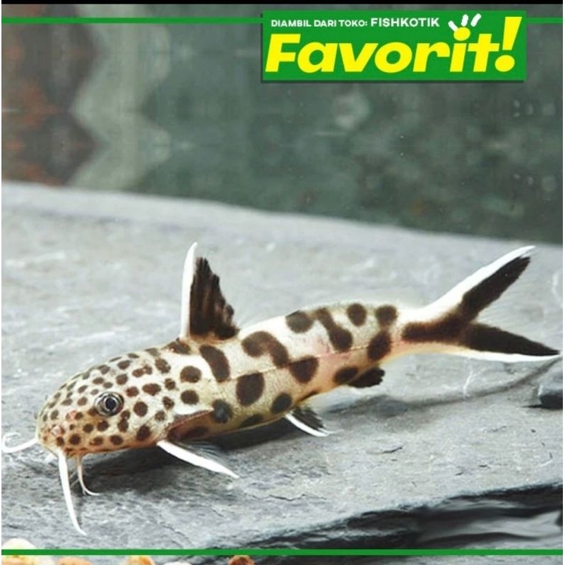 Petricola Totol Indukan  Ikan Hias Aquascape Hiasan Aquarium Tanaman Air Tawar