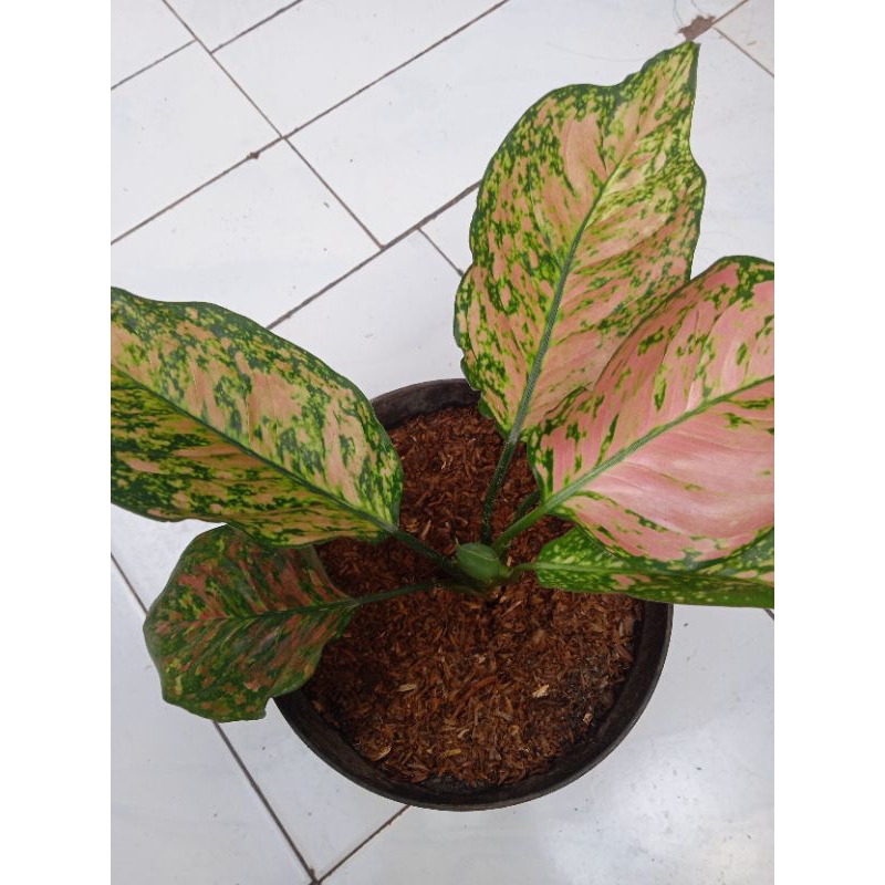 TANAMAN HIAS AGLONEMA CIANGMAY RUBY DEWASA