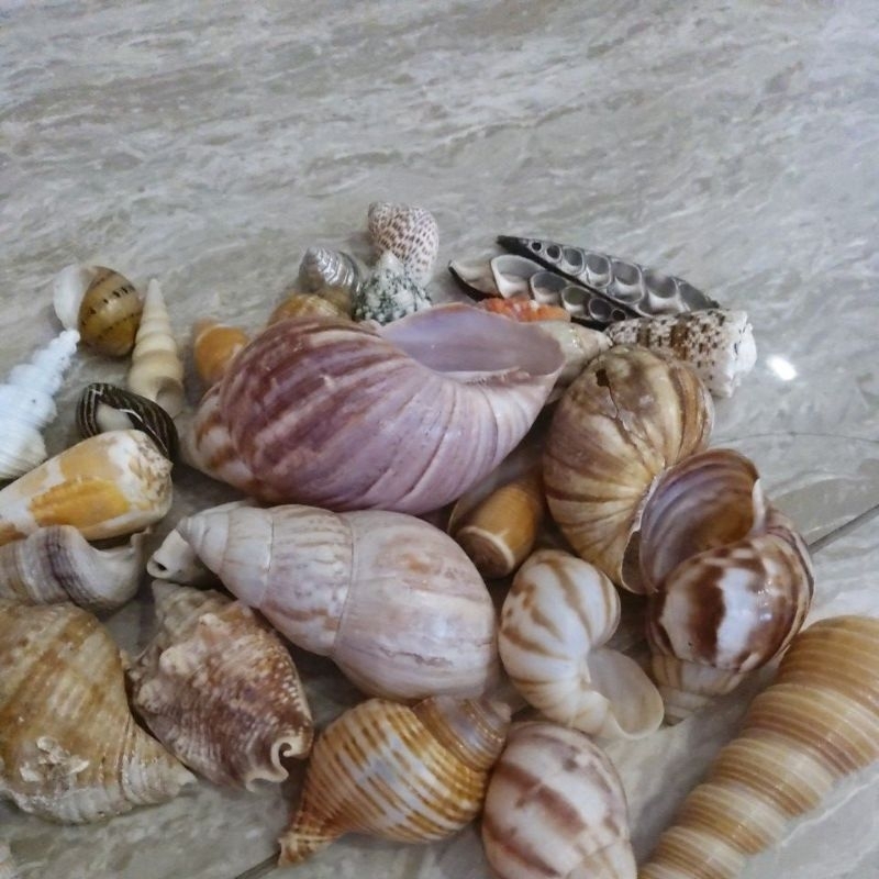 cangkang kerang kelomang laut