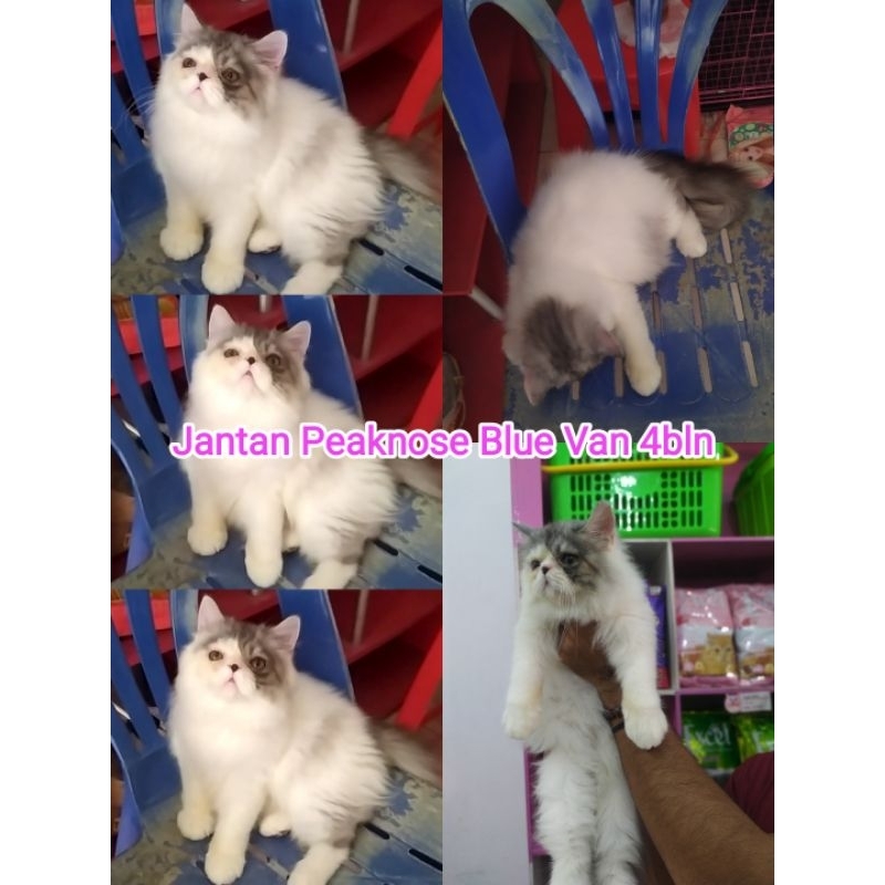 kucing kitten persia peaknose flatnose himalaya ragdoll exotic longhair jantan abu putih