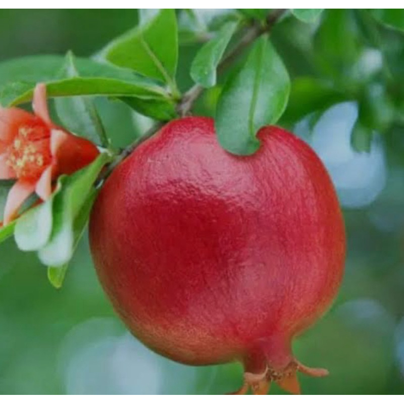 BIBIT BUAH DELIMA MERAH JUMBO BERBUAH (Live)