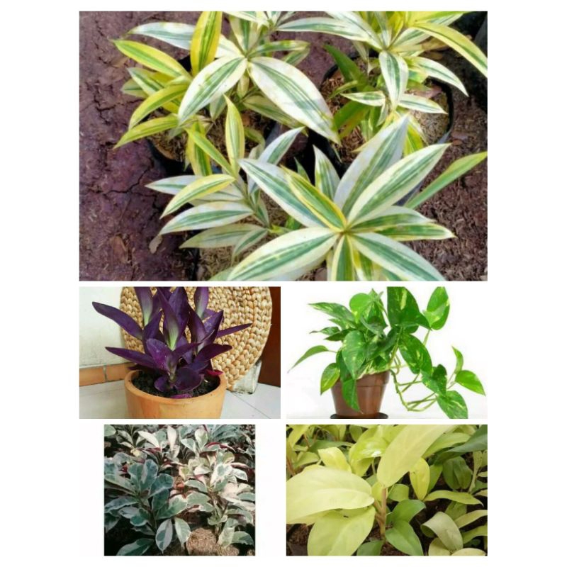 paket tanaman hias vertikal garden - taman