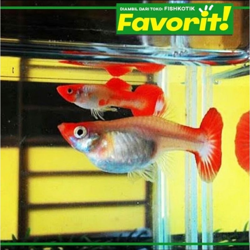 Guppy Red Koi Betina Ikan Hias Aquascape Hiasan Aquarium Tanaman Air