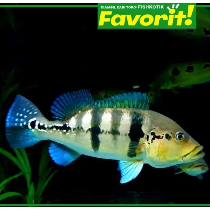 Baby Peacock Bass Blue Azul Ikan Hias Predator Hiasan Aquarium 6 cm ++