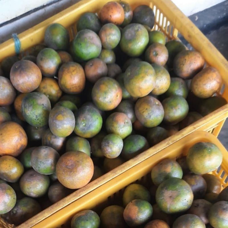 

JERUK SIAM MADU MALANG MANIS 20.000/ 1 KG