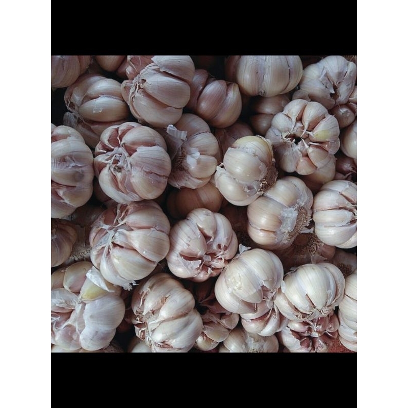 

Bawang Putih Pilihan