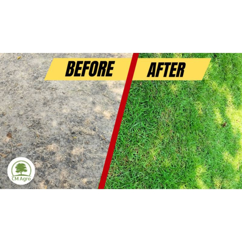 RUMPUT JEPANG HIDUP SEGAR UNTUK TAMAN, MAKAM/KUBURAN, ALUN-ALUN dll 25X25