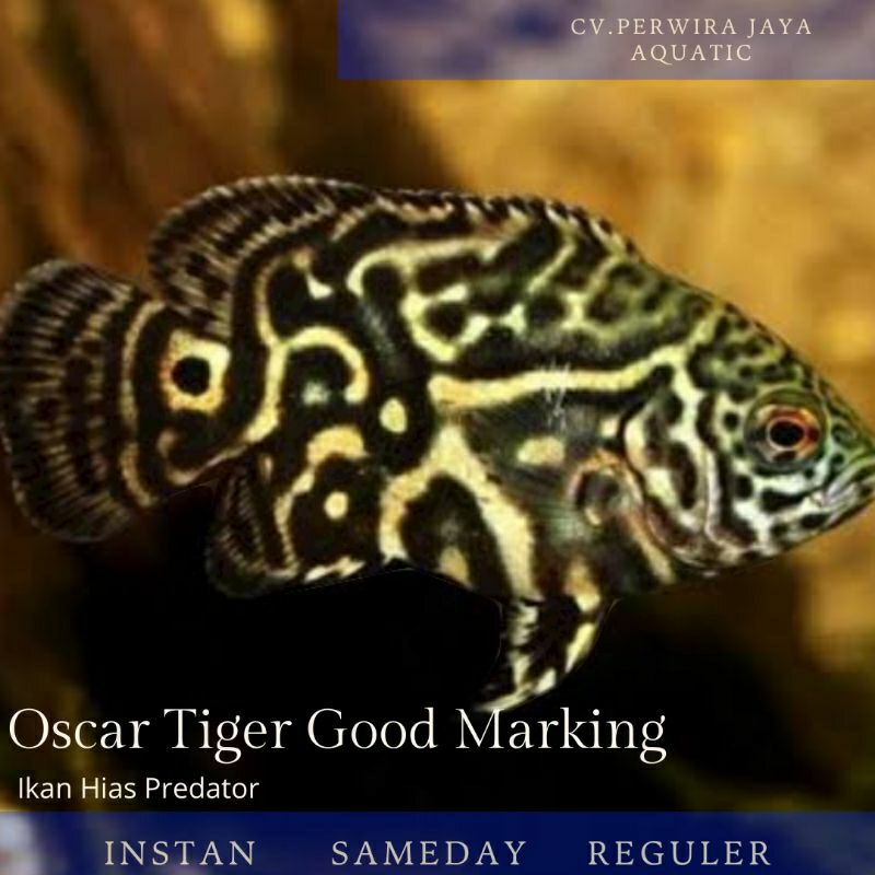 Oscar Tiger Batik Good Marking 5-6Cm Hiasan Aquarium