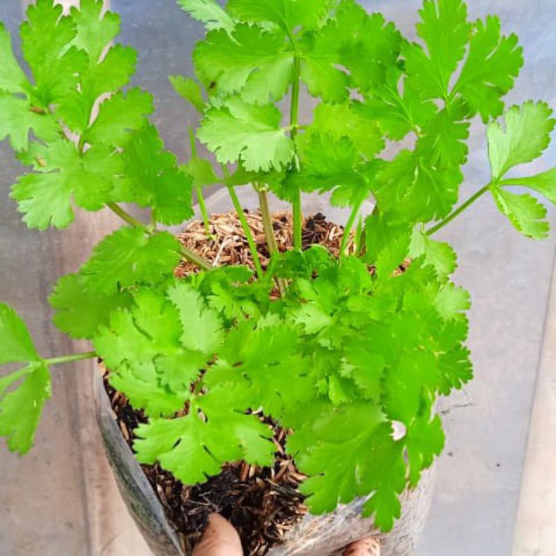 Bibit Tanaman Daun Ketumbar