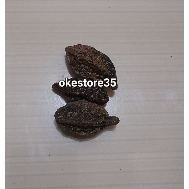 

3 Biji Tempuyang || Terminalia Chebula Fructus || Mojokeling rempah kering
